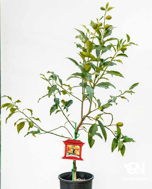 Calamondin Cumquat Nagami - Fruit Trees - Garden View Nursery