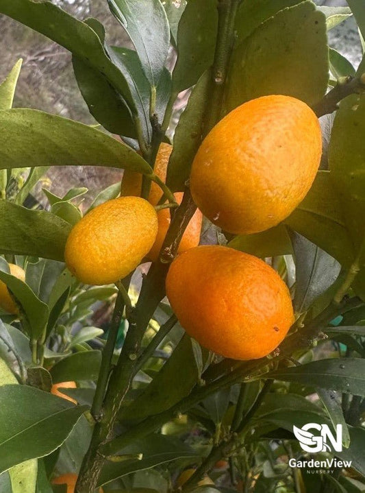 Calamondin Cumquat Nagami - Fruit Trees - Garden View Nursery