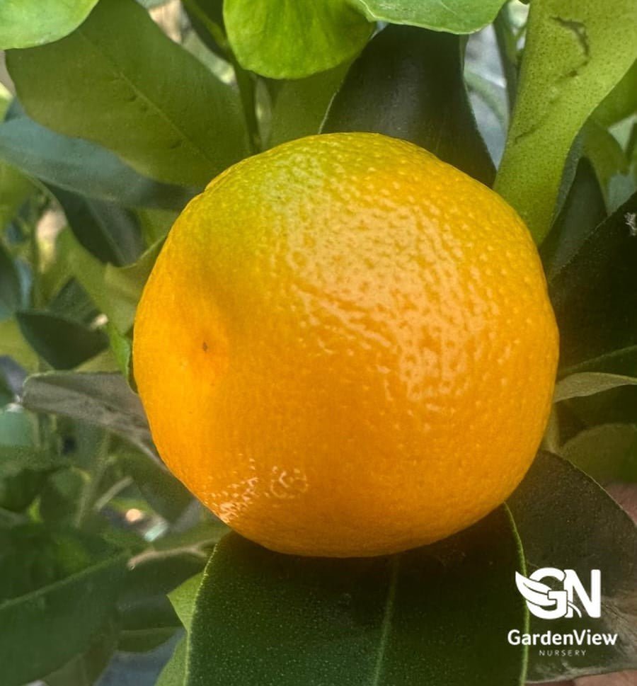 Calamondin Cumquat (Standard) - Fruit Trees - Garden View Nursery