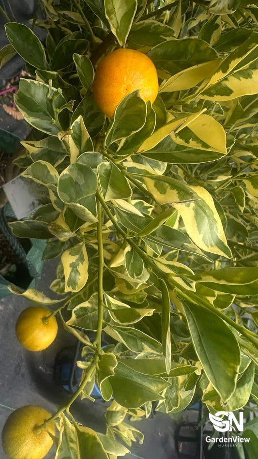 Calamondin Cumquat Variegated - Fruit Trees - Garden View Nursery