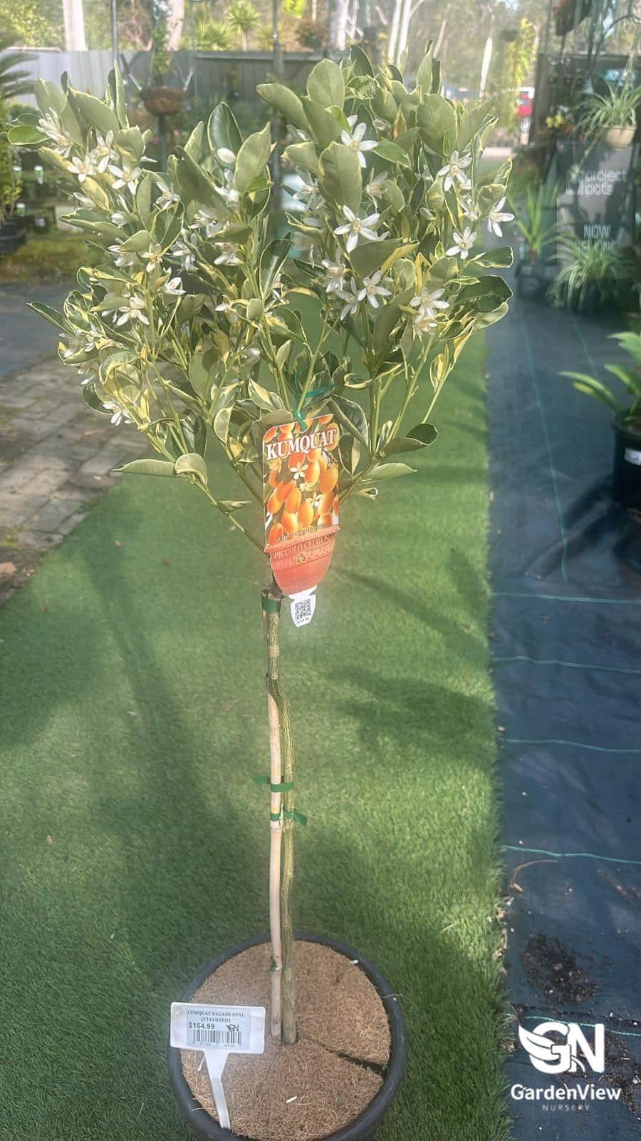 Calamondin Nagami Variegated (Standard) - Fruit Trees - Garden View Nursery
