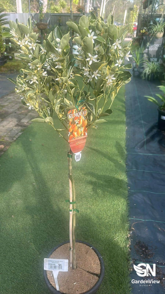 Calamondin Nagami Variegated (Standard) - Fruit Trees - Garden View Nursery