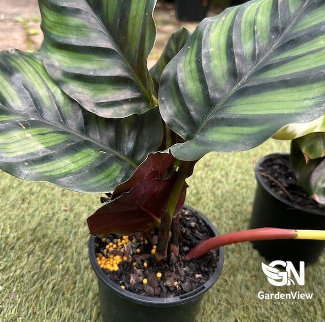 Calathea Fasciata - Indoor Plants - Garden View Nursery