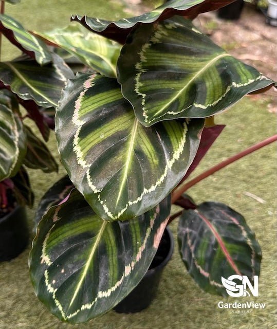 Calathea Illustris - Indoor Plants - Garden View Nursery