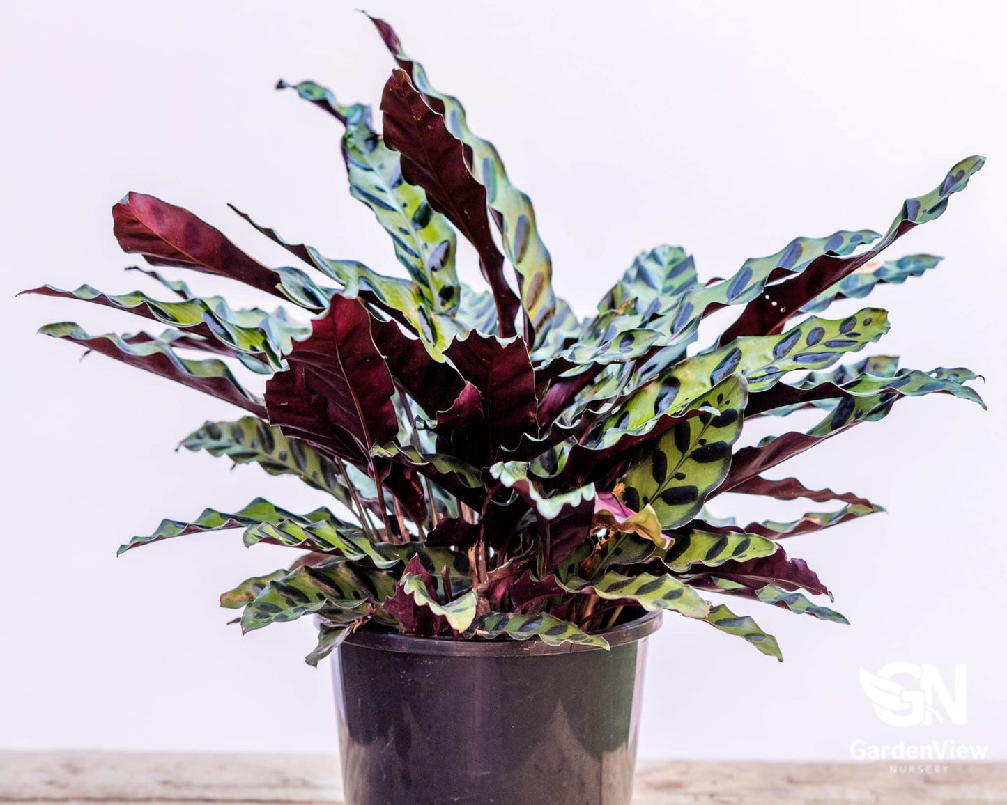 Calathea Insignis - Indoor Plants - Garden View Nursery