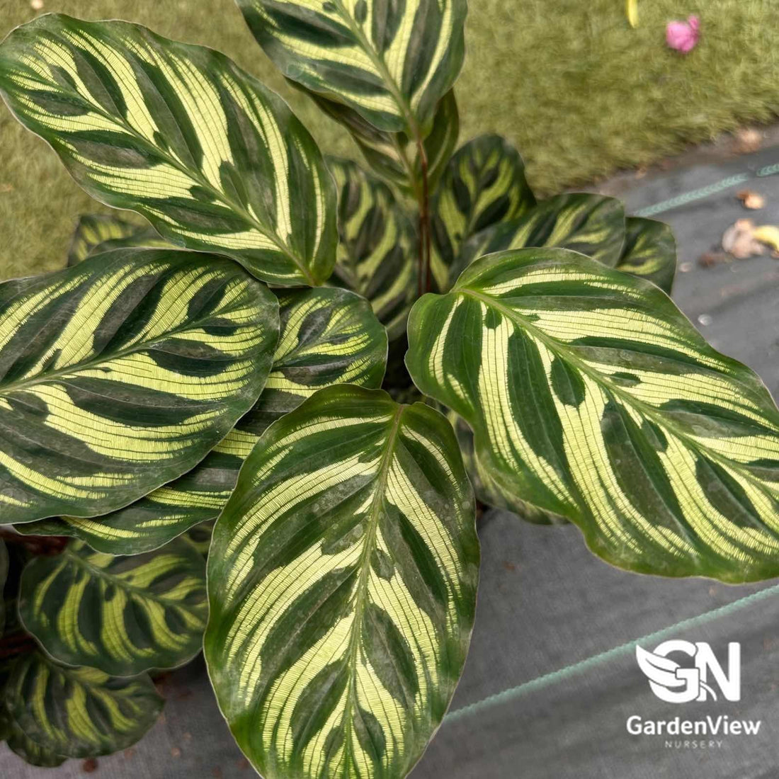 Calathea Makoyana (Peacock Plant) - Indoor Plants - Garden View Nursery