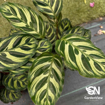 Calathea Makoyana (Peacock Plant) - Indoor Plants - Garden View Nursery