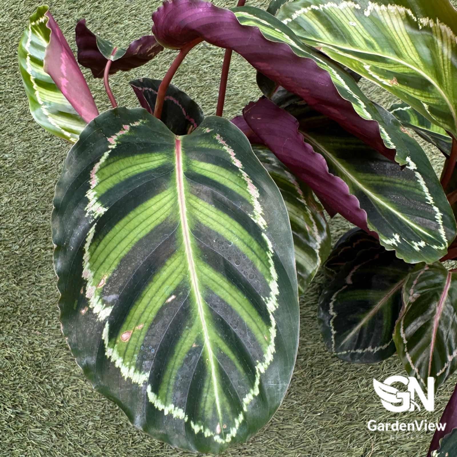 Calathea Medallion (Calathea Roseopicta) - Indoor Plants - Garden View Nursery