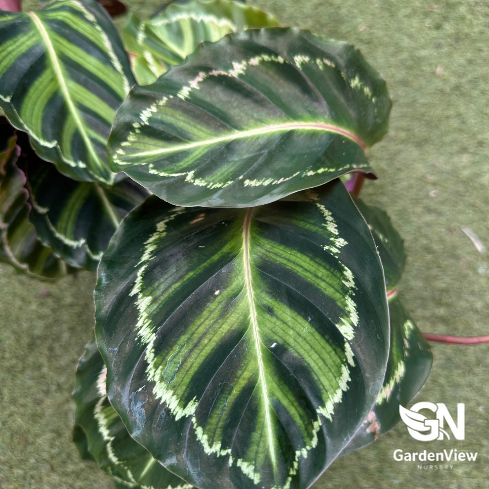 Calathea Medallion (Calathea Roseopicta) - Indoor Plants - Garden View Nursery