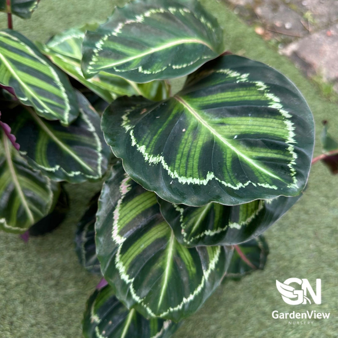 Calathea Medallion (Calathea Roseopicta) - Indoor Plants - Garden View Nursery