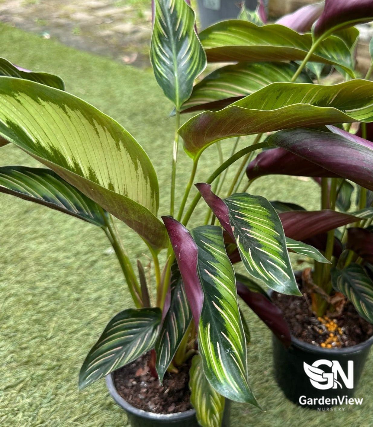 Calathea Ornata 'Beauty Star' Prayer Plant - Indoor Plants - Garden View Nursery