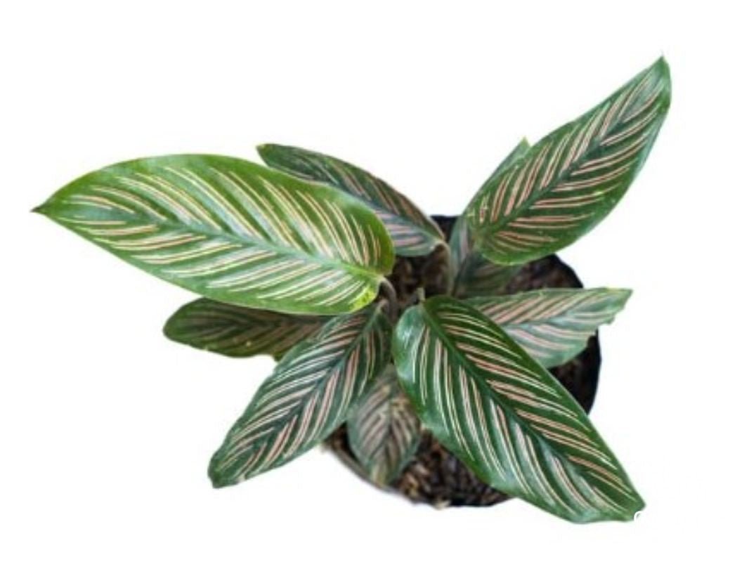 Calathea Ornata Sanderiana - Indoor Plants - Garden View Nursery