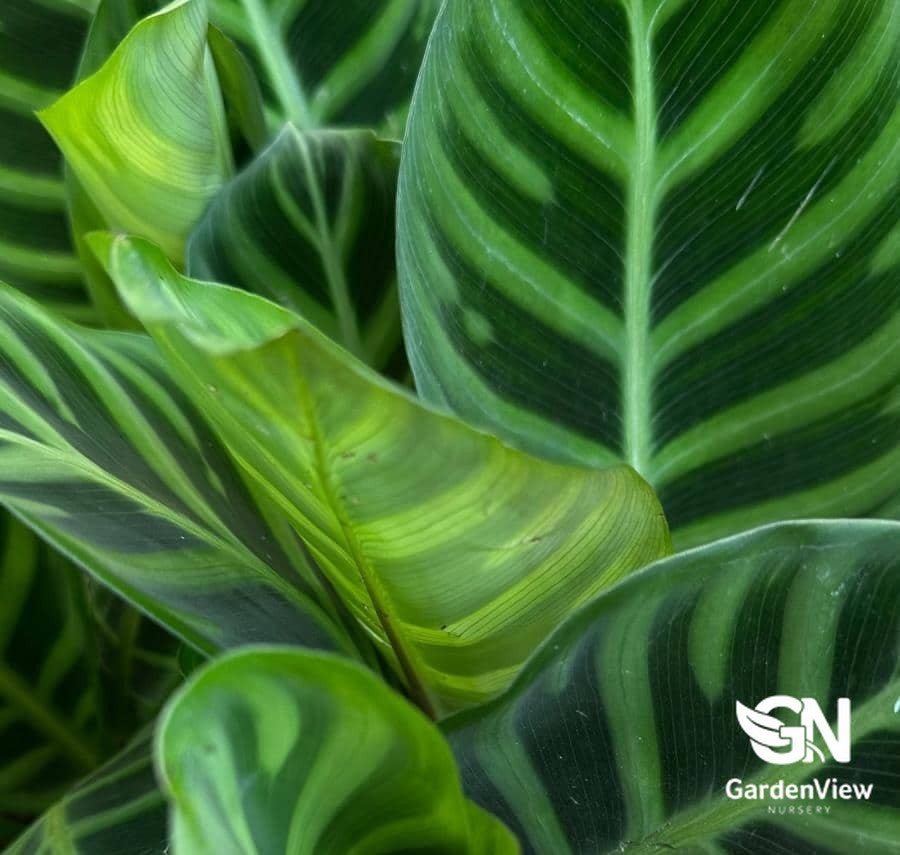 Calathea Zebrina - Indoor Plants - Garden View Nursery