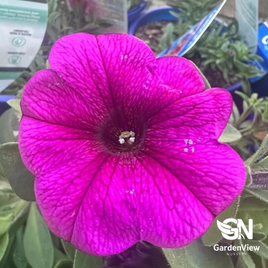 Calibrachoa Hybrid Assorted - Shrubs & Trees - Garden View Nursery