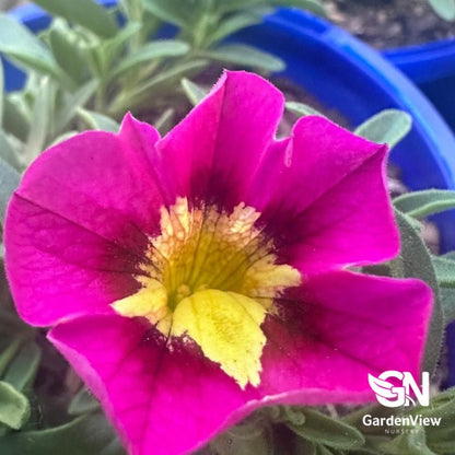 Calibrachoa Hybrid Assorted - Shrubs & Trees - Garden View Nursery