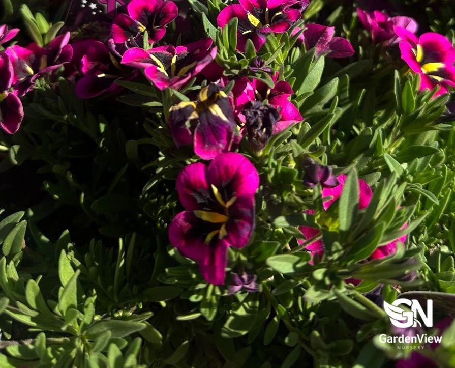 Calibrachoa Hybrid Assorted - Shrubs & Trees - Garden View Nursery