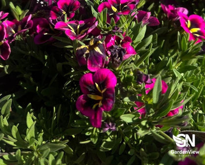 Calibrachoa Hybrid Assorted - Shrubs & Trees - Garden View Nursery