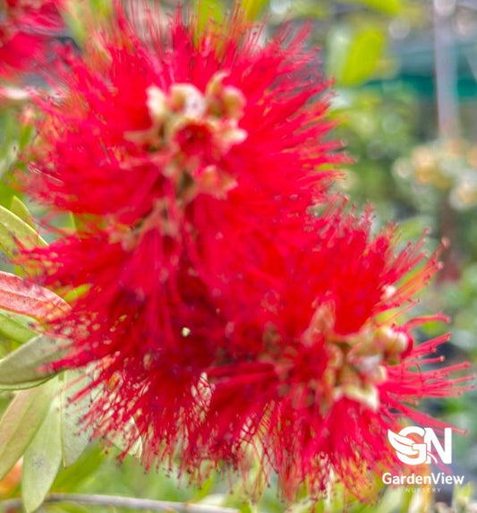 Callistemon Little John (Bottle Brush) - Native Shrubs & Trees - Garden View Nursery