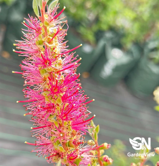 Callistemon Mauve Mist (Bottle Brush) - Native Shrubs & Trees - Garden View Nursery