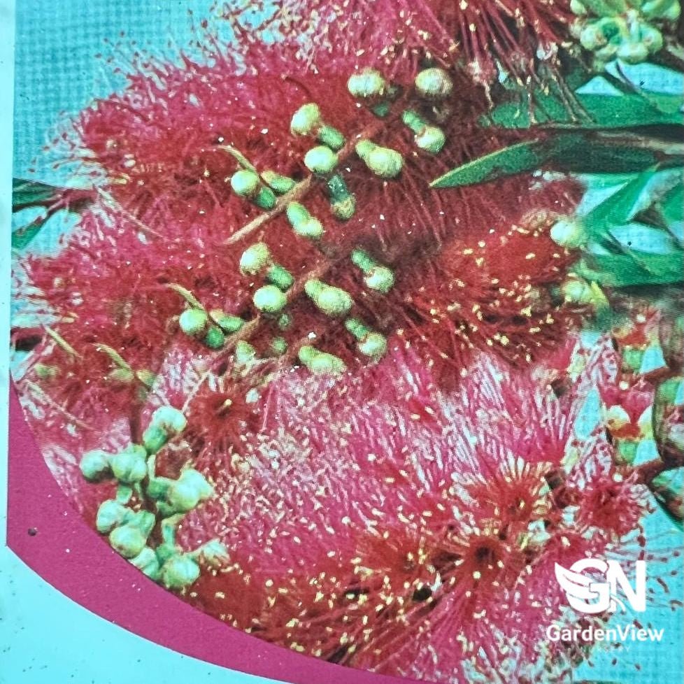 Callistemon Salognus 'Perth Pink' - Native Shrubs & Trees - Garden View Nursery