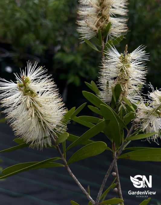 Callistemon Snow Burst (Bottle Brush) - Native Shrubs & Trees - Garden View Nursery