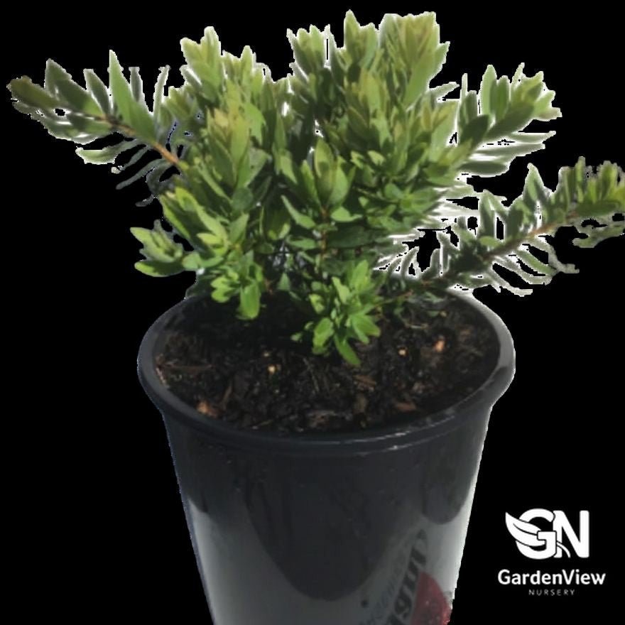 Callistemon Viminalis Better John (Bottle Brush) - Native Shrubs & Trees - Garden View Nursery