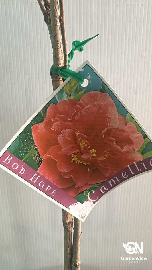 Camellia Japonica Bob Hope - Hedges & Screening - Garden View Nursery