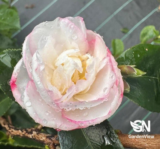 Camellia Sasanqua Early Pearly - Hedges & Screening - Garden View Nursery