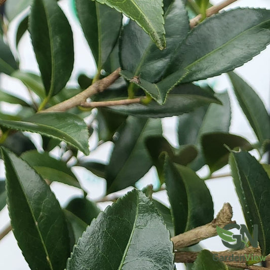Camellia Sasanqua Early Pearly Standard - Shrubs & Trees - Garden View Nursery
