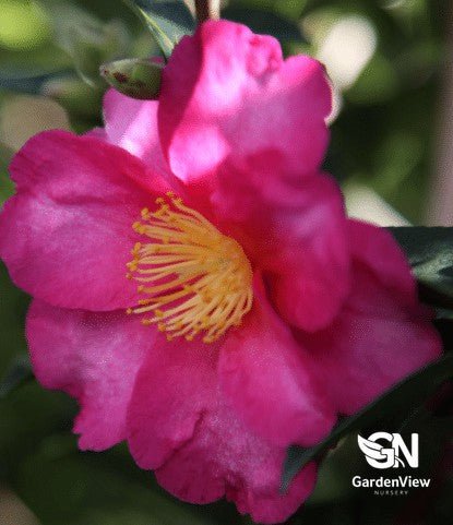 Camellia Sasanqua Hiryu - Hedges & Screening - Garden View Nursery