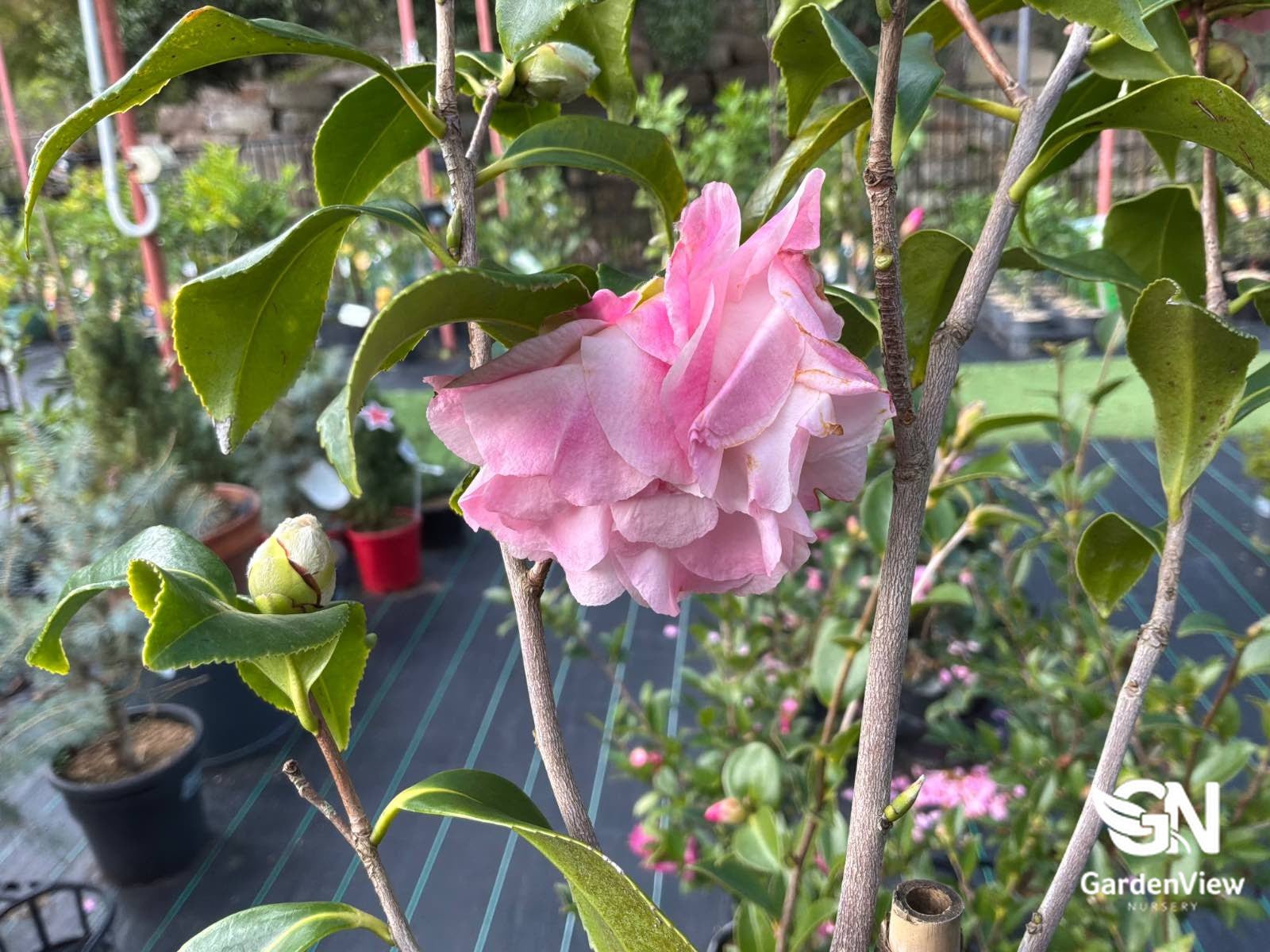 Camellia Sasanqua Hiryu - Hedges & Screening - Garden View Nursery