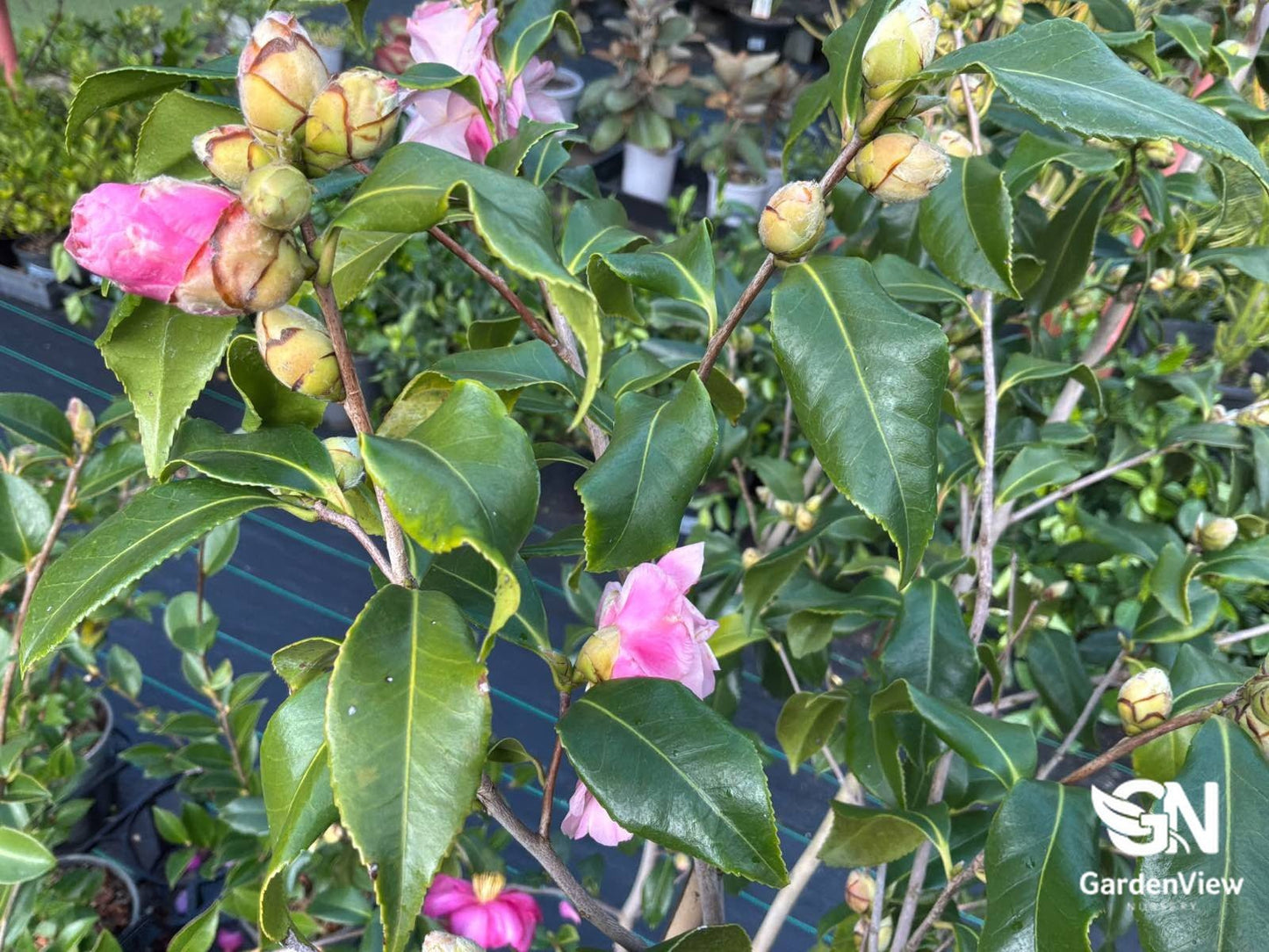 Camellia Sasanqua Hiryu - Hedges & Screening - Garden View Nursery