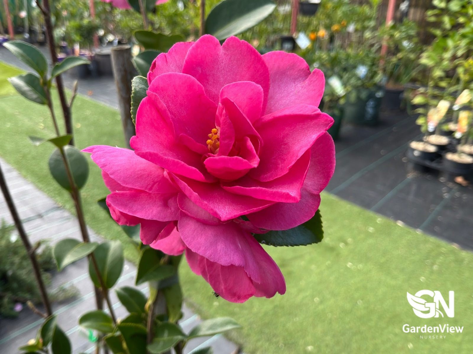 Camellia Sasanqua Jennifer Susan - Hedges & Screening - Garden View Nursery