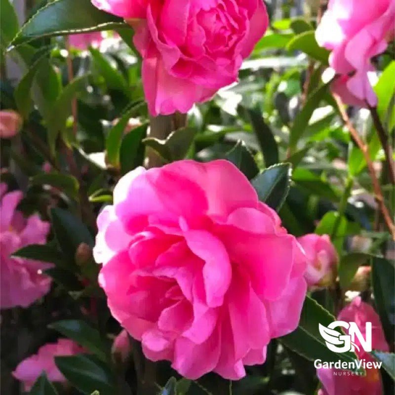 Camellia Sasanqua Jennifer Susan - Hedges & Screening - Garden View Nursery