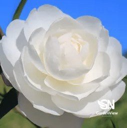 Camellia Sasanqua Little Pearl - Hedges & Screening - Garden View Nursery
