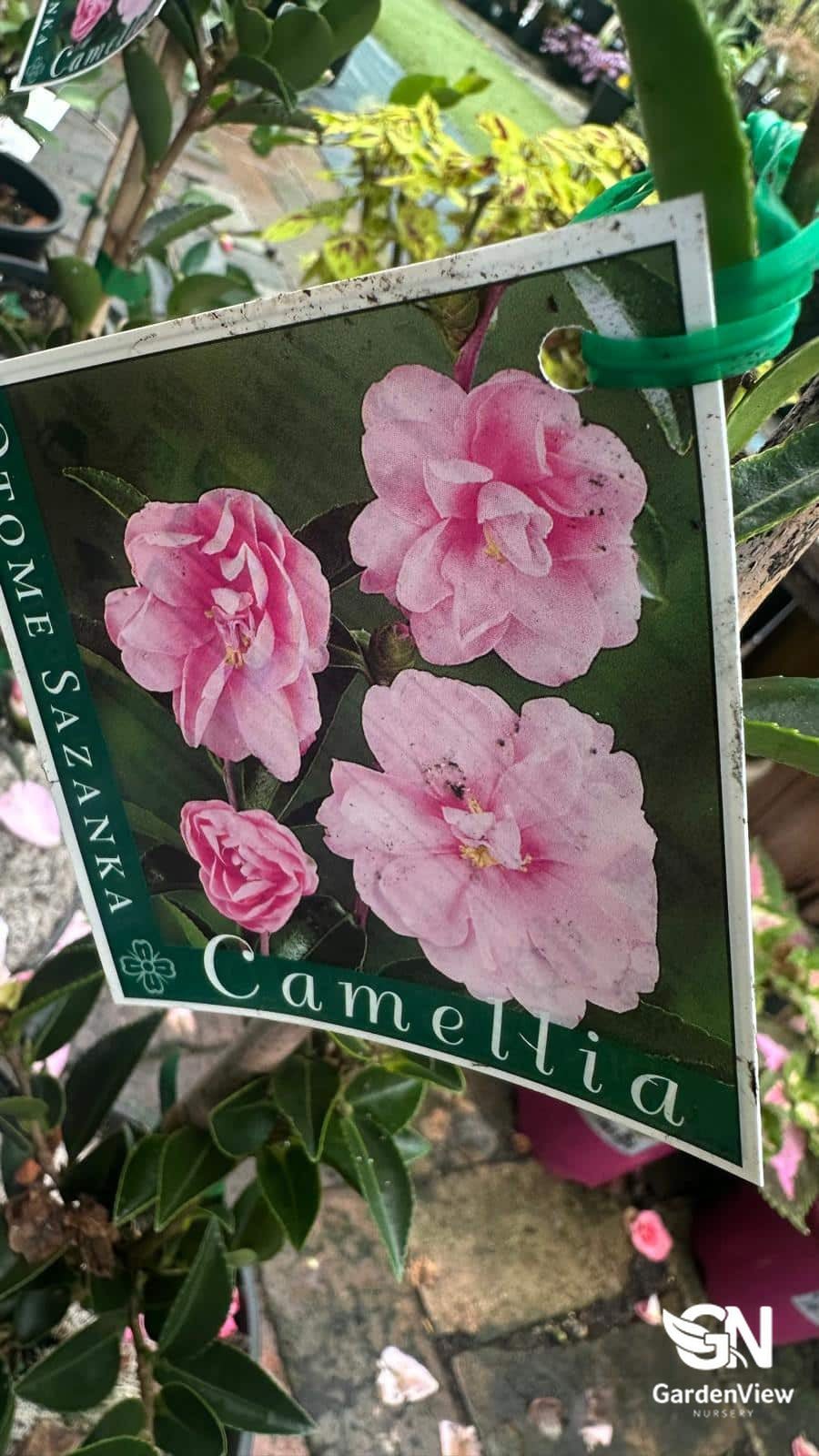 Camellia Sasanqua Otome Sazanka - Hedges & Screening - Garden View Nursery