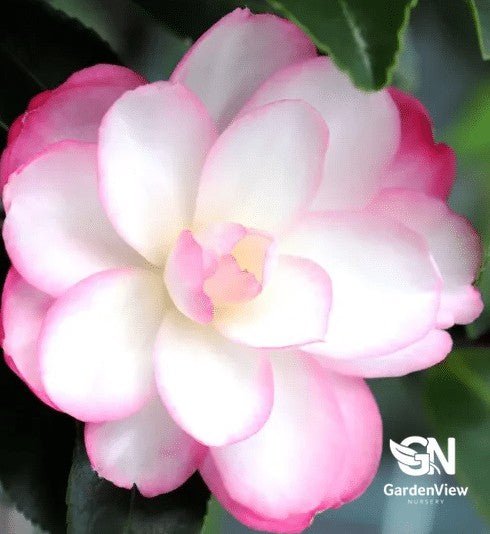 Camellia Sasanqua Paradise Blush - Hedges & Screening - Garden View Nursery