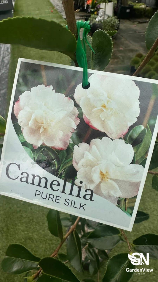Camellia Sasanqua Pure Silk - Hedges & Screening - Garden View Nursery
