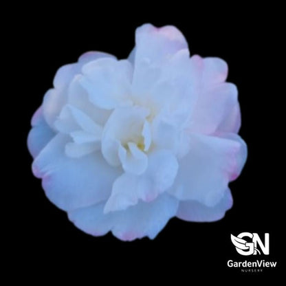 Camellia Sasanqua Pure Silk - Shrubs - Garden View Nursery