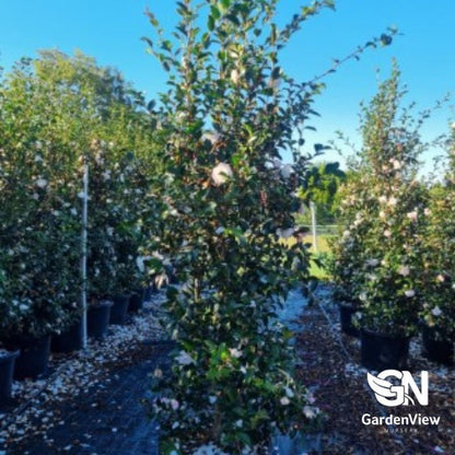 Camellia Sasanqua Pure Silk - Shrubs - Garden View Nursery