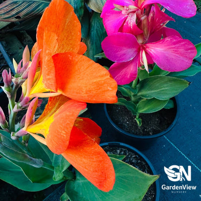 Canna Indica Assorted - Palms & Tropical - Garden View Nursery