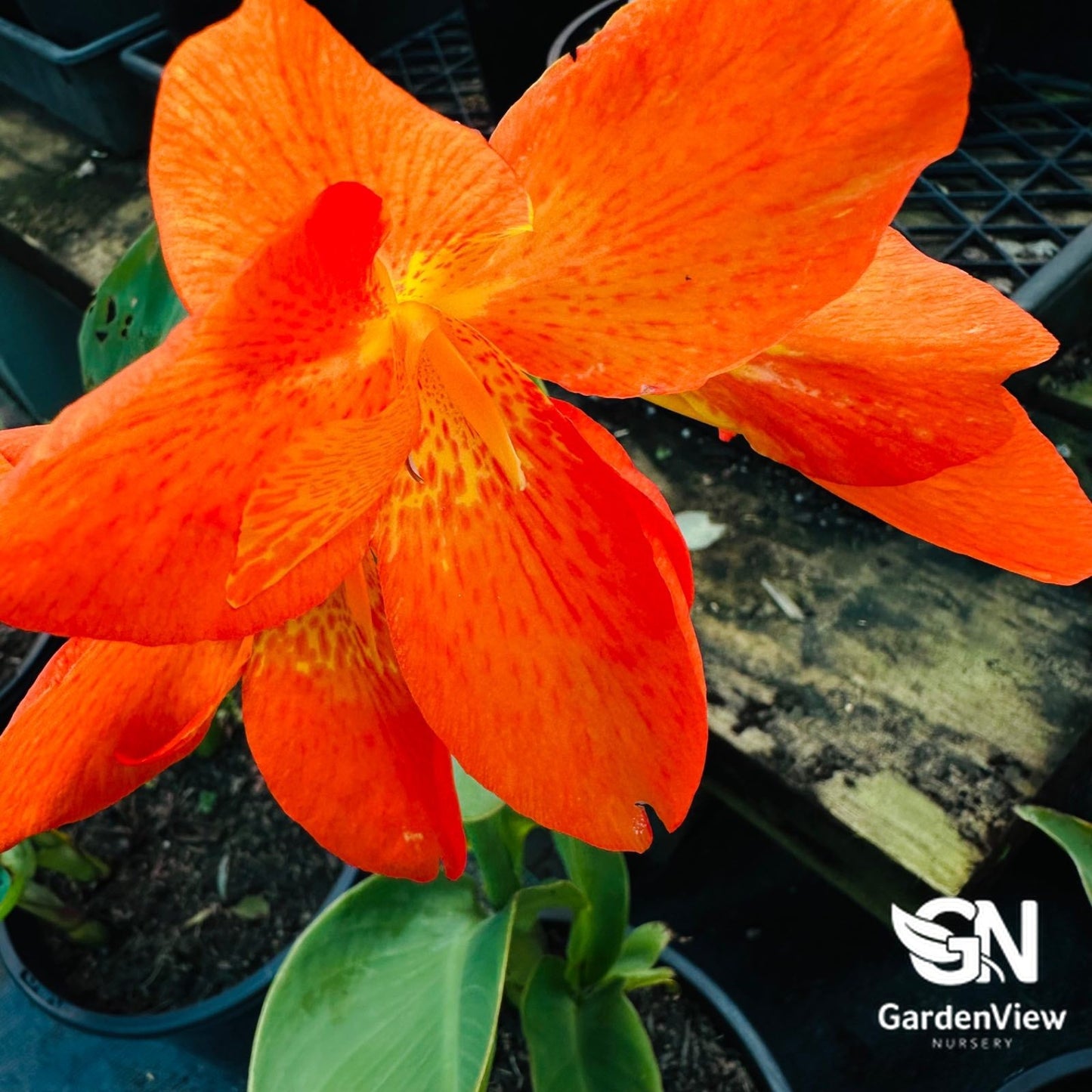 Canna Indica Assorted - Palms & Tropical - Garden View Nursery