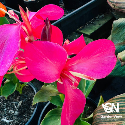 Canna Indica Assorted - Palms & Tropical - Garden View Nursery