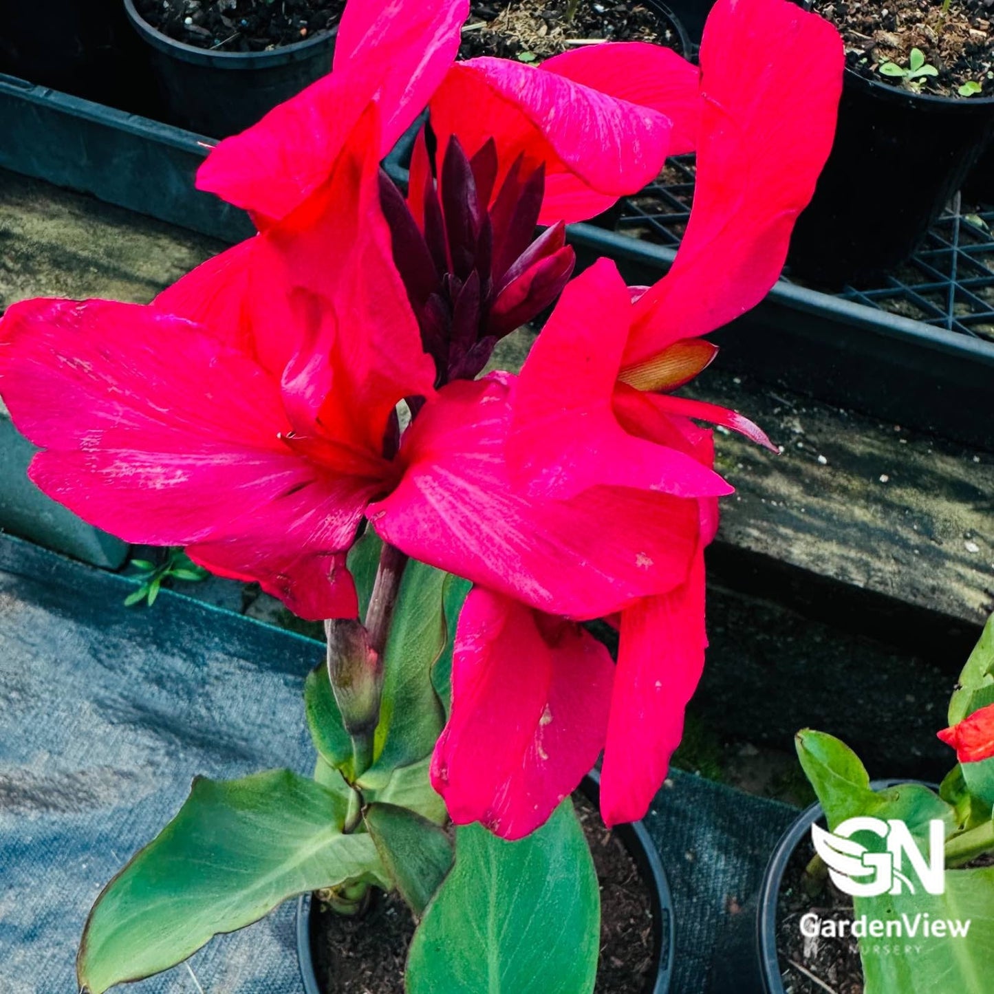 Canna Indica Assorted - Palms & Tropical - Garden View Nursery