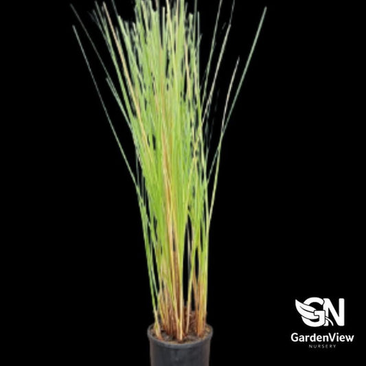 Carex Appressa - Native Shrubs & Trees - Garden View Nursery