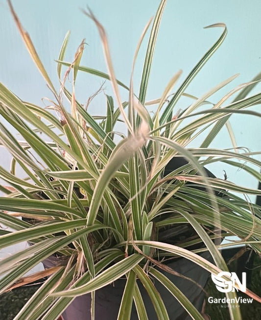 Carex Morrowii Boot - Climbers & Ground Covers - Garden View Nursery