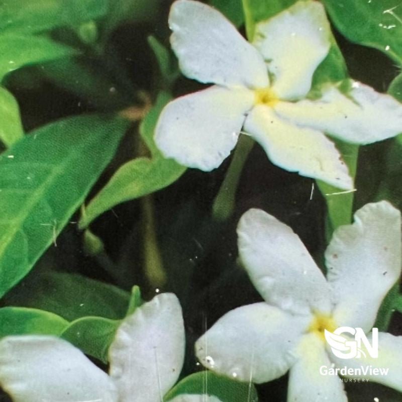 Carissa Macrocarpa ‘Desert Star’ - Shrubs & Trees - Garden View Nursery
