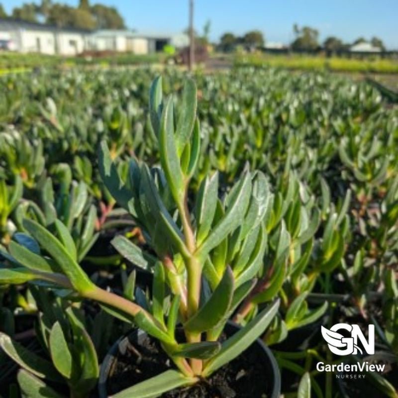 Carpobrotus Assorted (Pigface) - Cactus & Succulents - Garden View Nursery