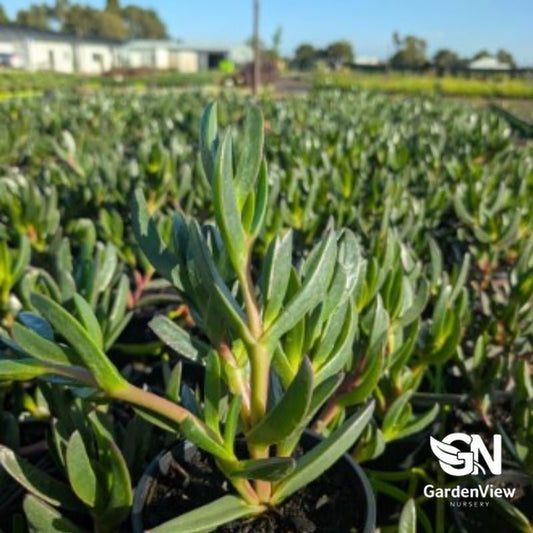Carpobrotus Assorted (Pigface) - Cactus & Succulents - Garden View Nursery