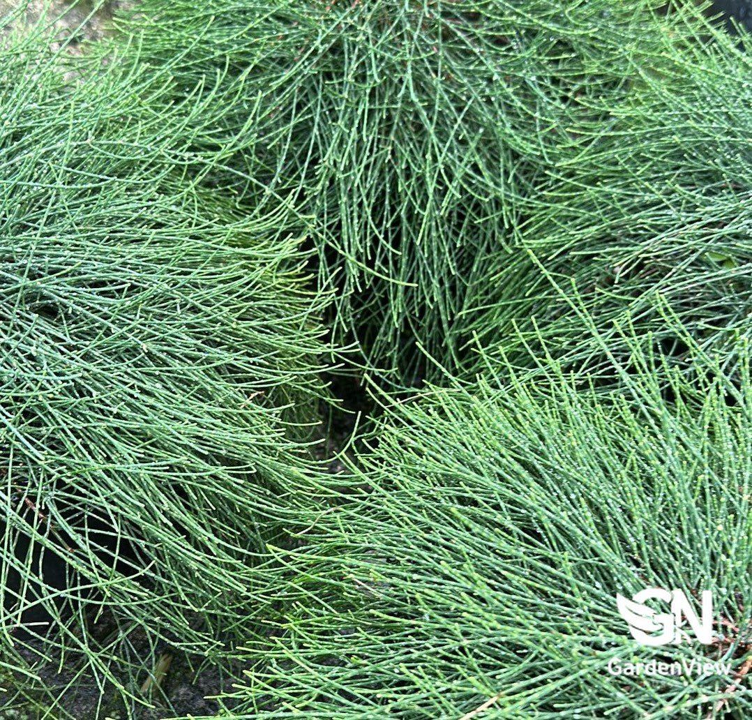 Casuarina Glauca Cousin It - Climbers & Ground Covers - Garden View Nursery
